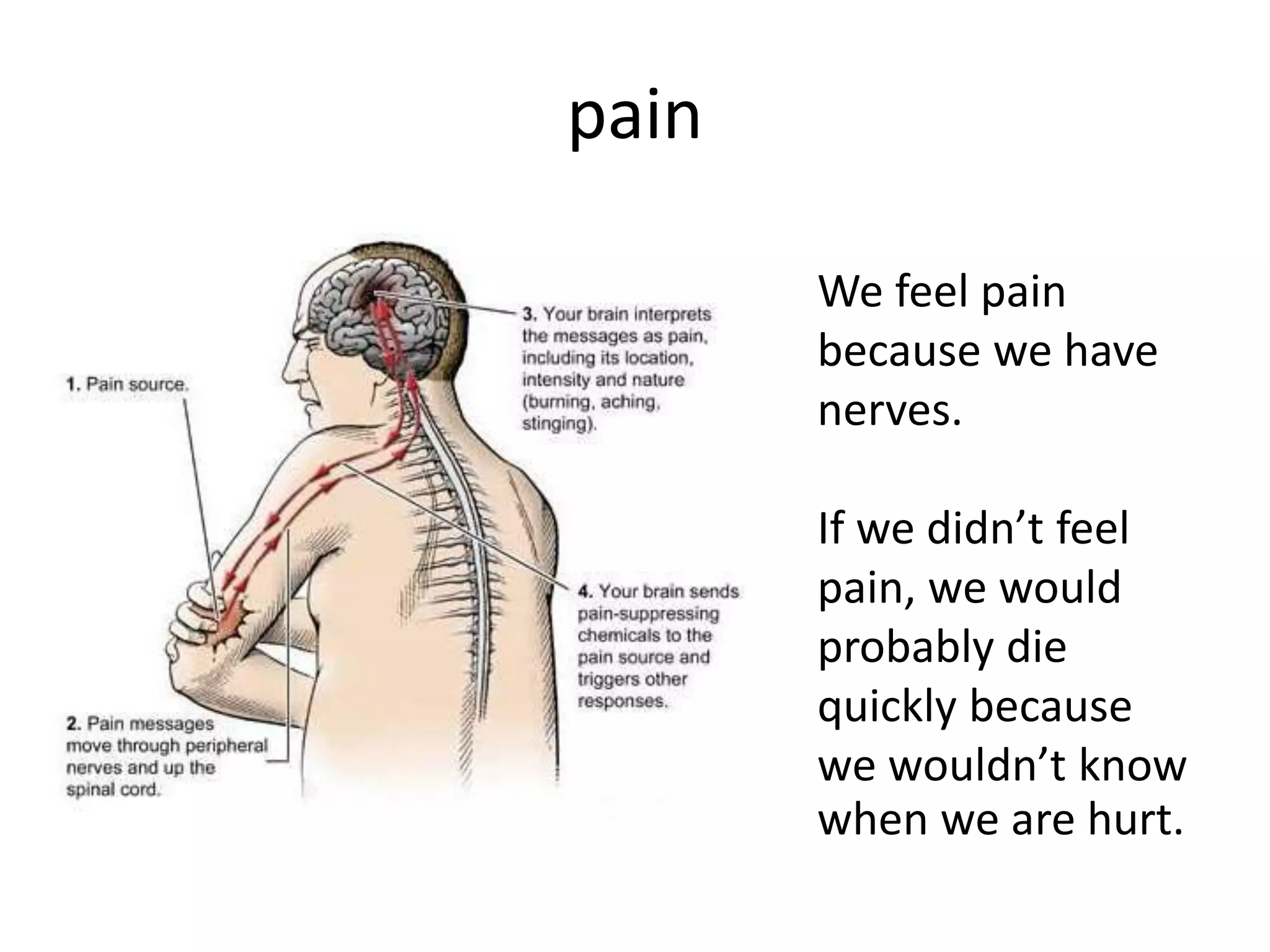 pain
We feel pain
because we have
nerves.
If we didn’t feel
pain, we would
probably die
quickly because
we wouldn’t know
when we are hurt.
 