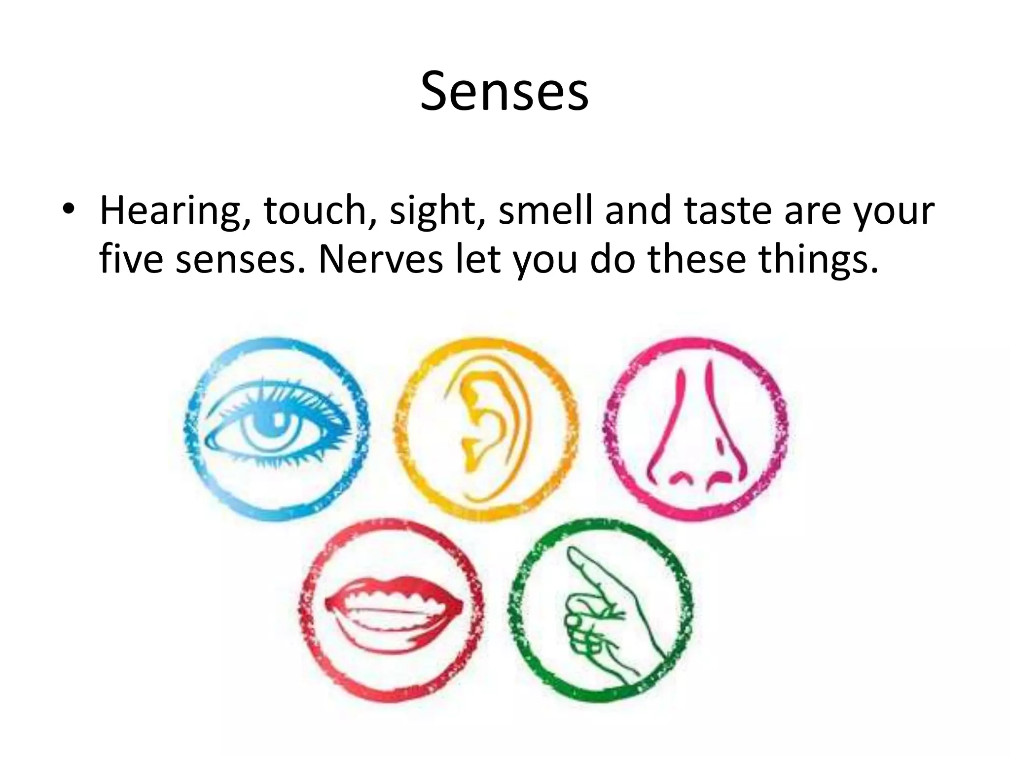 Senses
• Hearing, touch, sight, smell and taste are your
five senses. Nerves let you do these things.
 