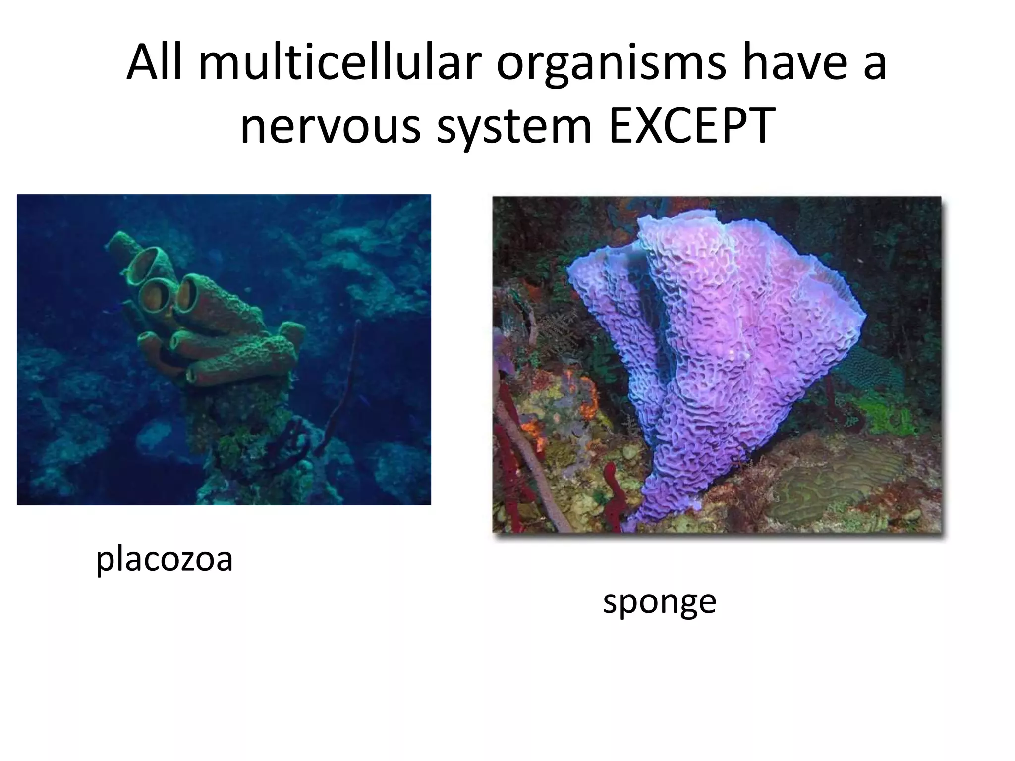 All multicellular organisms have a
nervous system EXCEPT
placozoa
sponge
 