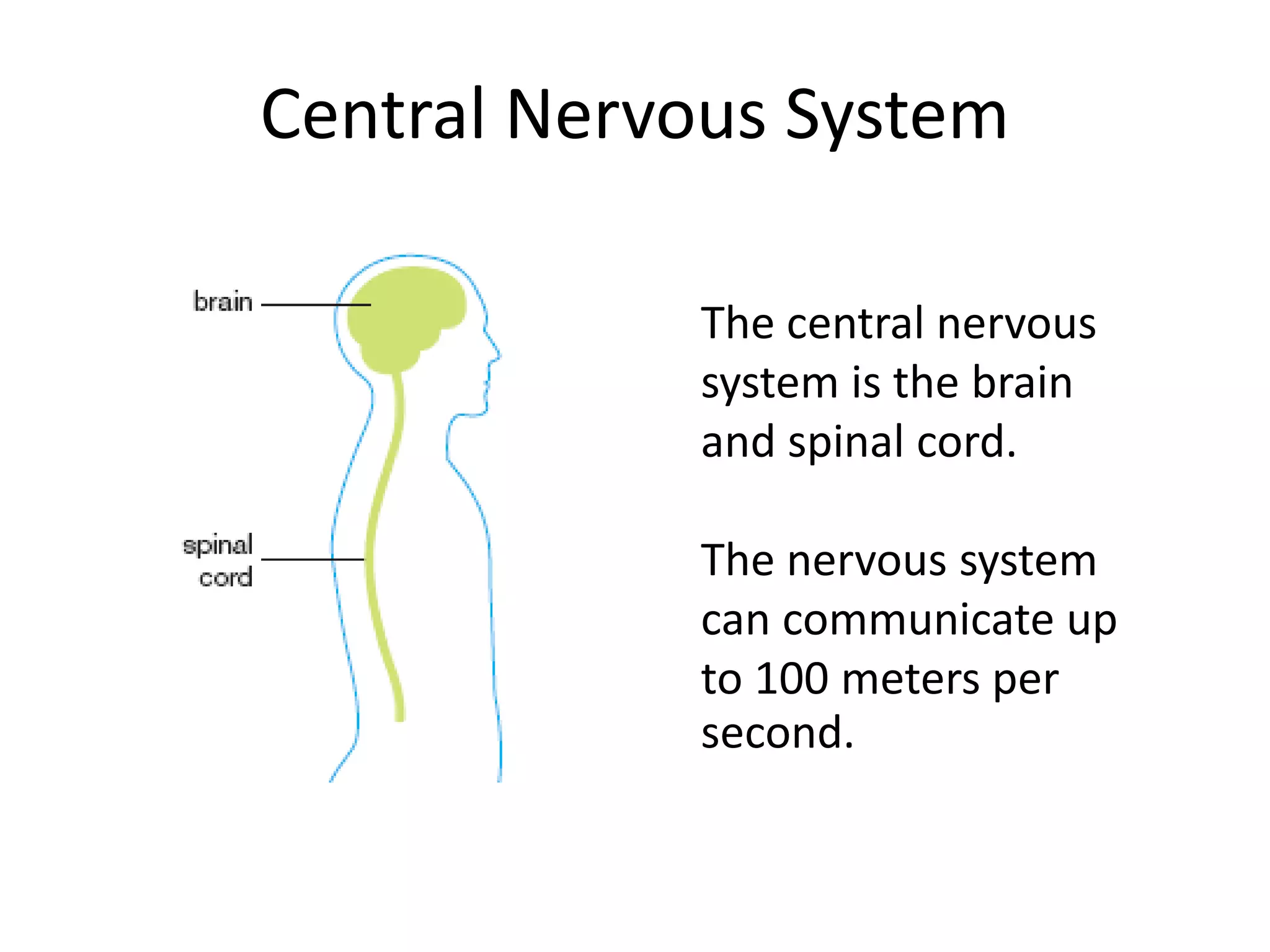 Central Nervous System
The central nervous
system is the brain
and spinal cord.
The nervous system
can communicate up
to 100 meters per
second.
 