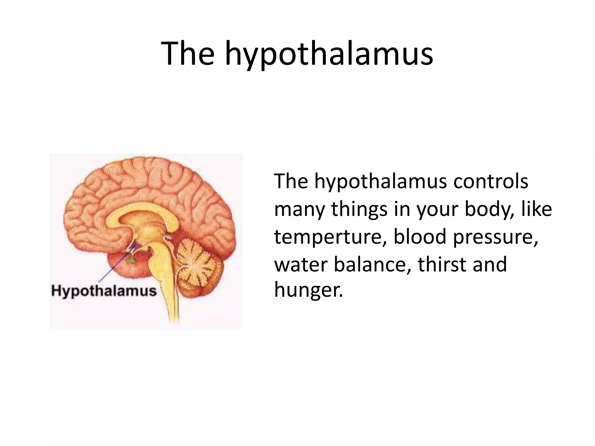The hypothalamus
The hypothalamus controls
many things in your body, like
temperture, blood pressure,
water balance, thirst and
hunger.
 
