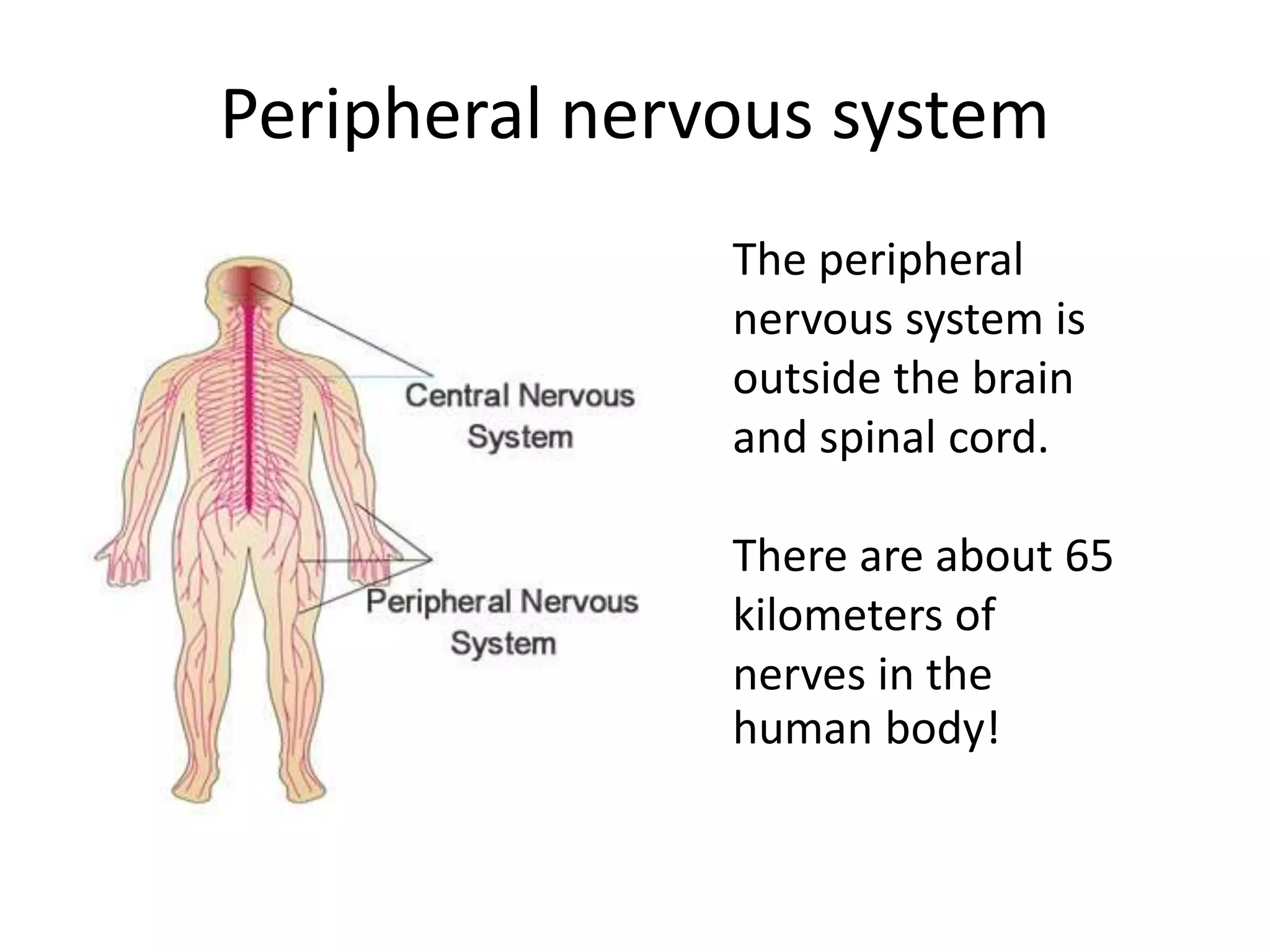 Peripheral nervous system
The peripheral
nervous system is
outside the brain
and spinal cord.
There are about 65
kilometers of
nerves in the
human body!
 