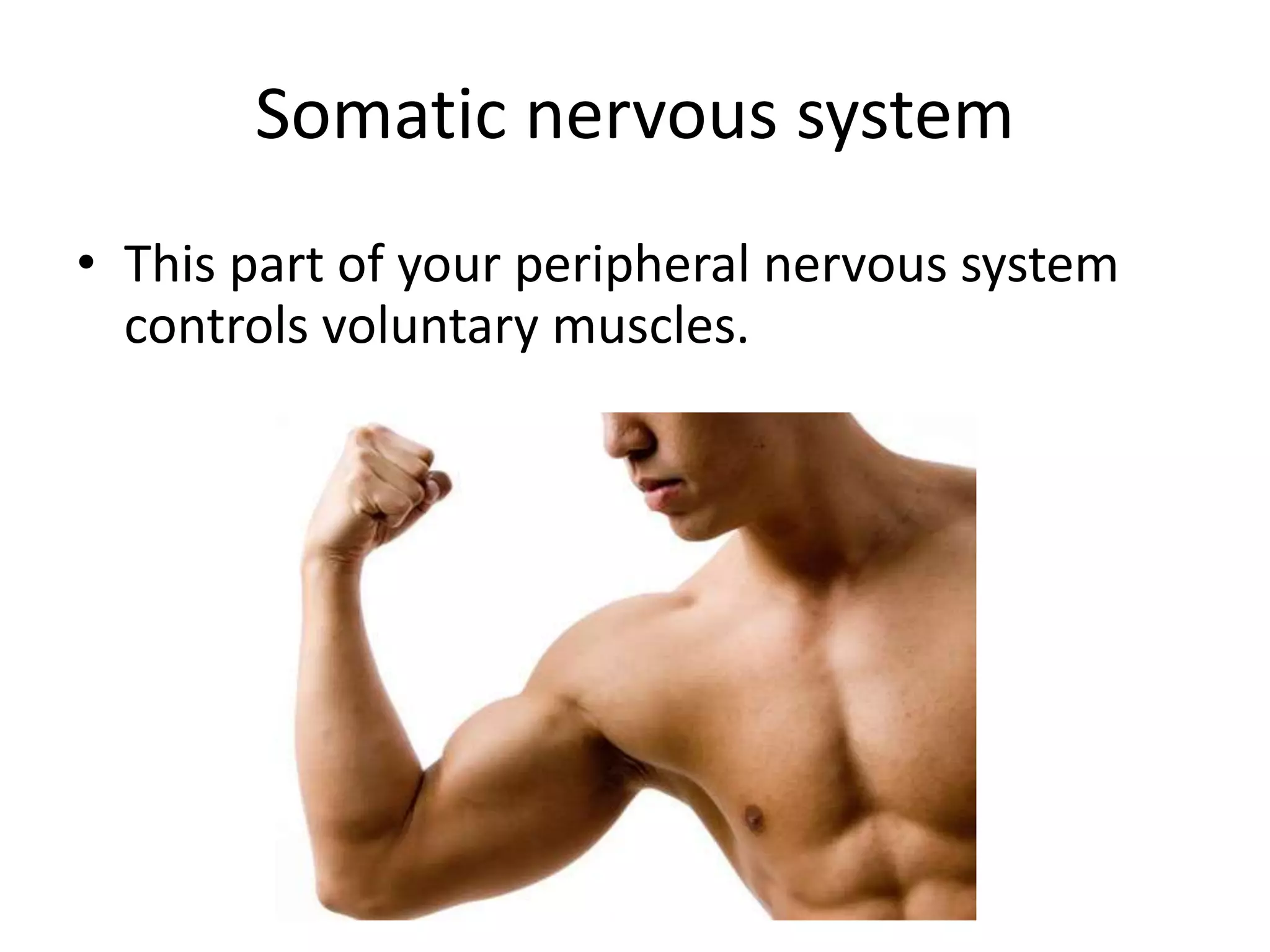 Somatic nervous system
• This part of your peripheral nervous system
controls voluntary muscles.
 