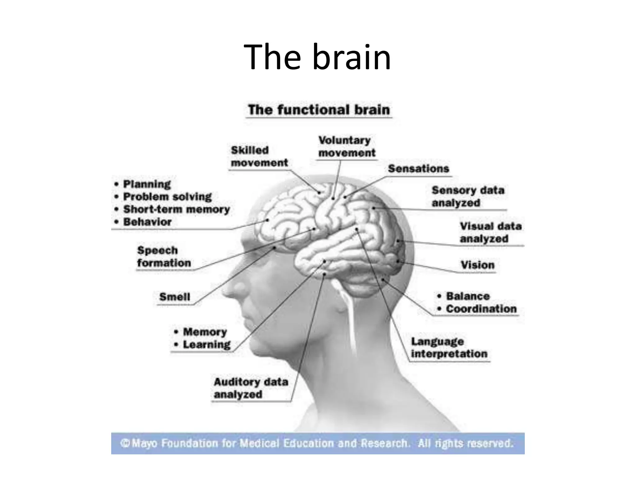 The brain
 