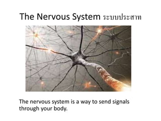 The Nervous System ระบบประสาท
The nervous system is a way to send signals
through your body.
 