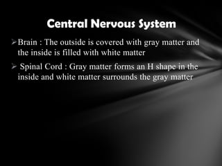 Brain : The outside is covered with gray matter and
the inside is filled with white matter
 Spinal Cord : Gray matter forms an H shape in the
inside and white matter surrounds the gray matter
Central Nervous System
 
