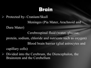  Protected by- Cranium/Skull
Meninges (Pia Mater, Arachnoid and
Dura Mater)
Cerebrospinal fluid (water, glucose,
protein, sodium, chloride and nutrients such as oxygen)
Blood brain barrier (glial astrocytes and
capillary cells)
 Divided into the Cerebrum, the Diencephalon, the
Brainstem and the Cerebellum
Brain
 