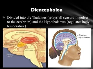  Divided into the Thalamus (relays all sensory impulses
to the cerebrum) and the Hypothalamus (regulates body
temperature)
Diencephalon
 