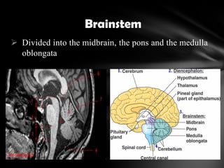  Divided into the midbrain, the pons and the medulla
oblongata
Brainstem
 