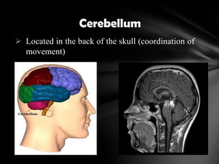  Located in the back of the skull (coordination of
movement)
Cerebellum
 