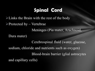 Links the Brain with the rest of the body
Protected by – Vertebrae
Meninges (Pia mater, Arachnoid,
Dura mater)
Cerebrospinal fluid (water, glucose,
sodium, chloride and nutrients such as oxygen)
Blood-brain barrier (glial astrocytes
and capillary cells)
Spinal Cord
 