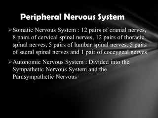 Somatic Nervous System : 12 pairs of cranial nerves,
8 pairs of cervical spinal nerves, 12 pairs of thoracic
spinal nerves, 5 pairs of lumbar spinal nerves, 5 pairs
of sacral spinal nerves and 1 pair of coccygeal nerves
Autonomic Nervous System : Divided into the
Sympathetic Nervous System and the
Parasympathetic Nervous
Peripheral Nervous System
 