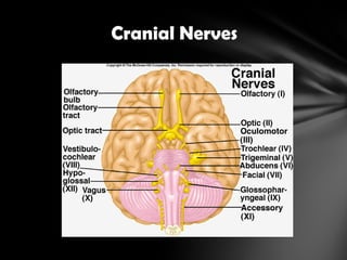 Cranial Nerves
 