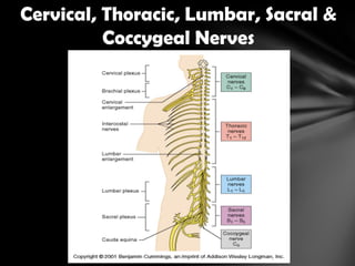 Cervical, Thoracic, Lumbar, Sacral &
Coccygeal Nerves
 