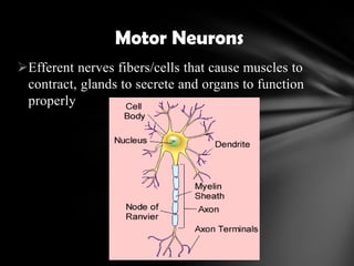 Efferent nerves fibers/cells that cause muscles to
contract, glands to secrete and organs to function
properly
Motor Neurons
 