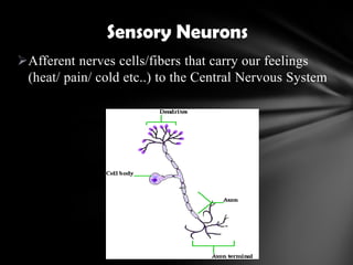 Afferent nerves cells/fibers that carry our feelings
(heat/ pain/ cold etc..) to the Central Nervous System
Sensory Neurons
 