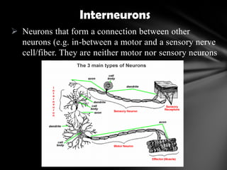  Neurons that form a connection between other
neurons (e.g. in-between a motor and a sensory nerve
cell/fiber. They are neither motor nor sensory neurons
Interneurons
 