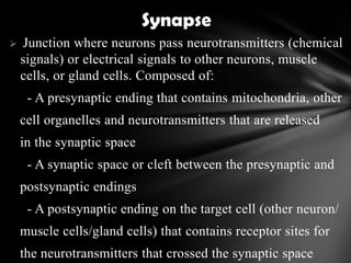  Junction where neurons pass neurotransmitters (chemical
signals) or electrical signals to other neurons, muscle
cells, or gland cells. Composed of:
- A presynaptic ending that contains mitochondria, other
cell organelles and neurotransmitters that are released
in the synaptic space
- A synaptic space or cleft between the presynaptic and
postsynaptic endings
- A postsynaptic ending on the target cell (other neuron/
muscle cells/gland cells) that contains receptor sites for
the neurotransmitters that crossed the synaptic space
Synapse
 