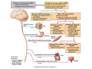 organization of the nervous system flowchart