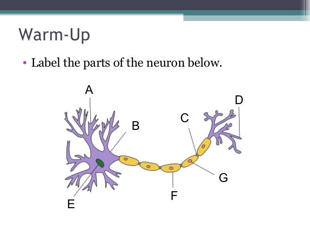 resting potential of a neuron
