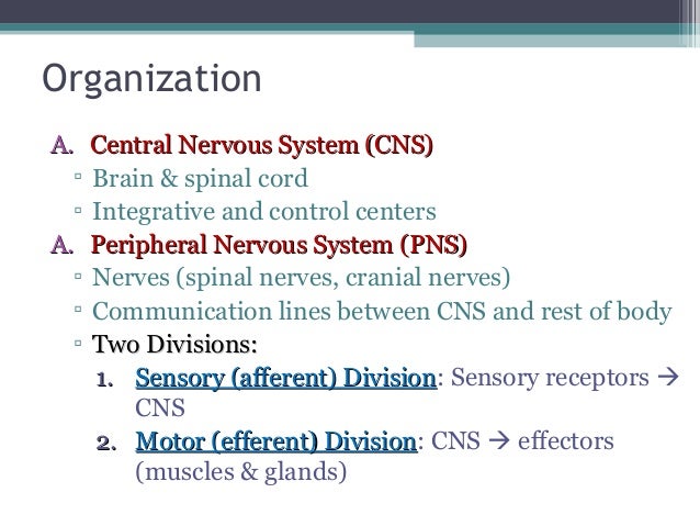 Anatomy & Physiology Lecture Notes - The nervous system