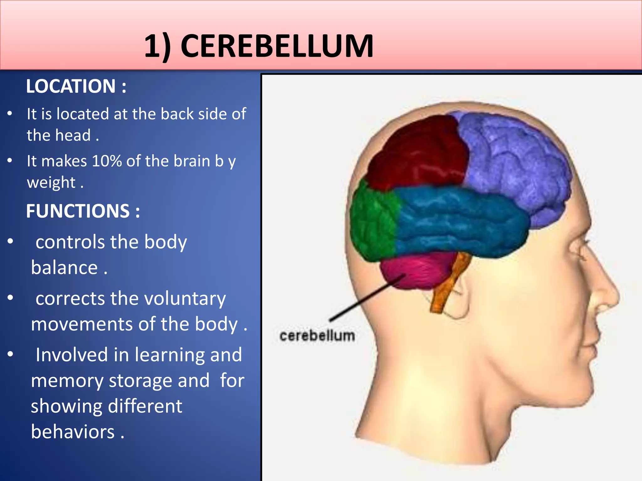 Brain Function Loction The nervous system, Its Types, The Human Brain, Functions And fun facts ...