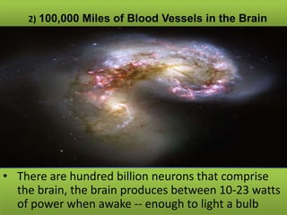 The nervous system, Its Types, The Human Brain, Functions And fun facts ...