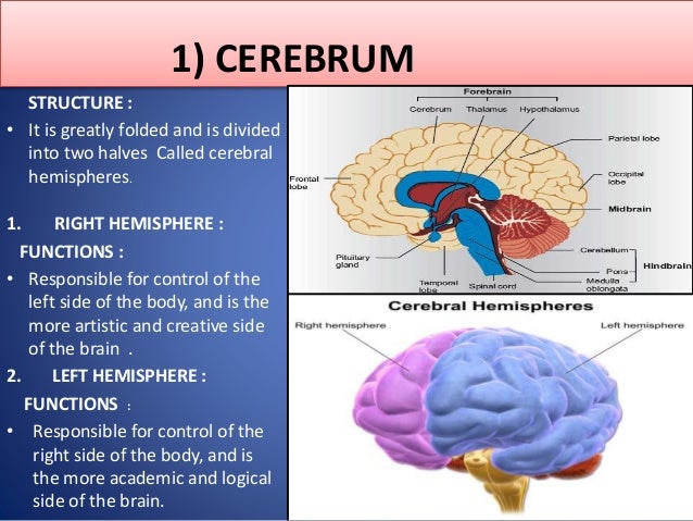 The Nervous System Its Types The Human Brain Functions