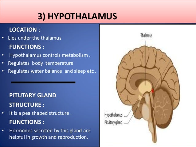 The Nervous System Its Types The Human Brain Functions