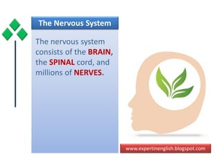www.expertinenglish.blogspot.com
The Nervous System
The nervous system
consists of the BRAIN,
the SPINAL cord, and
millions of NERVES.
 