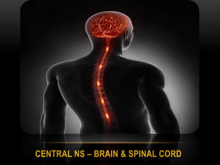 CENTRAL NS – BRAIN & SPINAL CORD
 