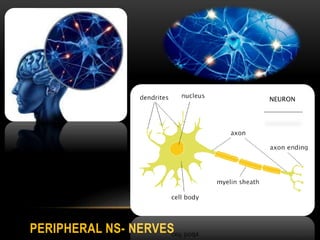 PERIPHERAL NS- NERVES
 