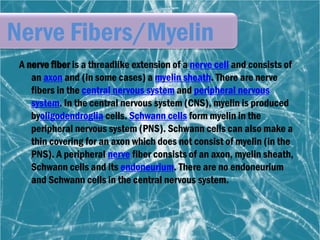 The nervous system | PDF