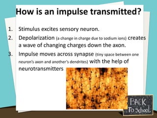 How is an impulse transmitted?
1. Stimulus excites sensory neuron.
2. Depolarization (a change in charge due to sodium ions) creates
a wave of changing charges down the axon.
3. Impulse moves across synapse (tiny space between one
neuron’s axon and another’s dendrites) with the help of
neurotransmitters
 