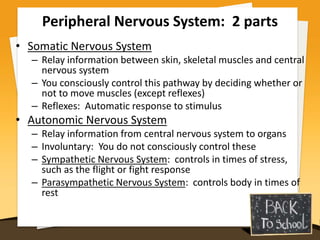 Peripheral Nervous System: 2 parts
• Somatic Nervous System
– Relay information between skin, skeletal muscles and central
nervous system
– You consciously control this pathway by deciding whether or
not to move muscles (except reflexes)
– Reflexes: Automatic response to stimulus
• Autonomic Nervous System
– Relay information from central nervous system to organs
– Involuntary: You do not consciously control these
– Sympathetic Nervous System: controls in times of stress,
such as the flight or fight response
– Parasympathetic Nervous System: controls body in times of
rest
 