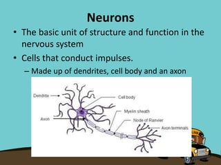 Neurons
• The basic unit of structure and function in the
nervous system
• Cells that conduct impulses.
– Made up of dendrites, cell body and an axon
 