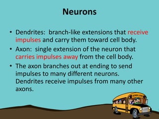Neurons
• Dendrites: branch-like extensions that receive
impulses and carry them toward cell body.
• Axon: single extension of the neuron that
carries impulses away from the cell body.
• The axon branches out at ending to send
impulses to many different neurons.
Dendrites receive impulses from many other
axons.
 