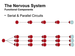 The nervous system | PPT