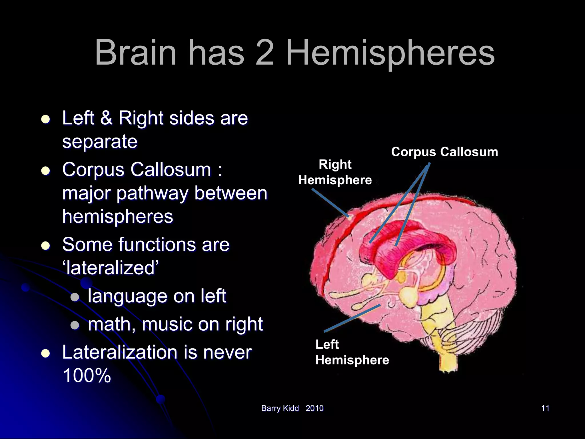 Barry Kidd 2010 11
 Left & Right sides are
separate
 Corpus Callosum :
major pathway between
hemispheres
 Some functions are
‘lateralized’
 language on left
 math, music on right
 Lateralization is never
100%
Brain has 2 Hemispheres
Left
Hemisphere
Corpus Callosum
Right
Hemisphere
 