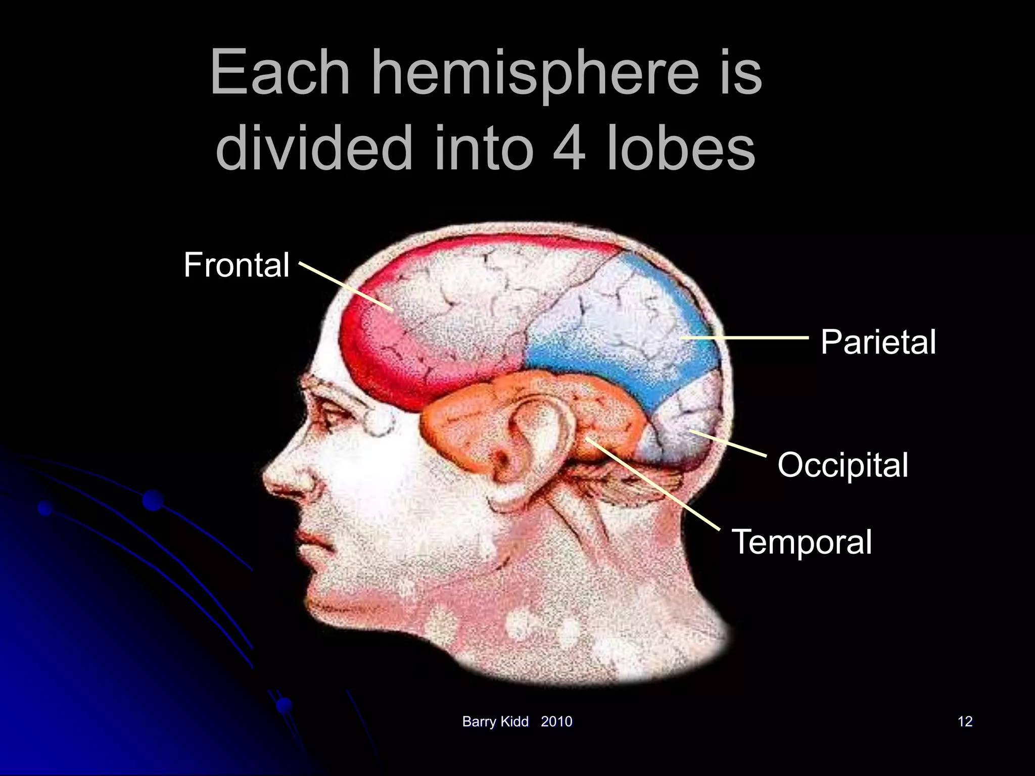 Barry Kidd 2010 12
Each hemisphere is
divided into 4 lobes
Frontal
Parietal
Occipital
Temporal
 