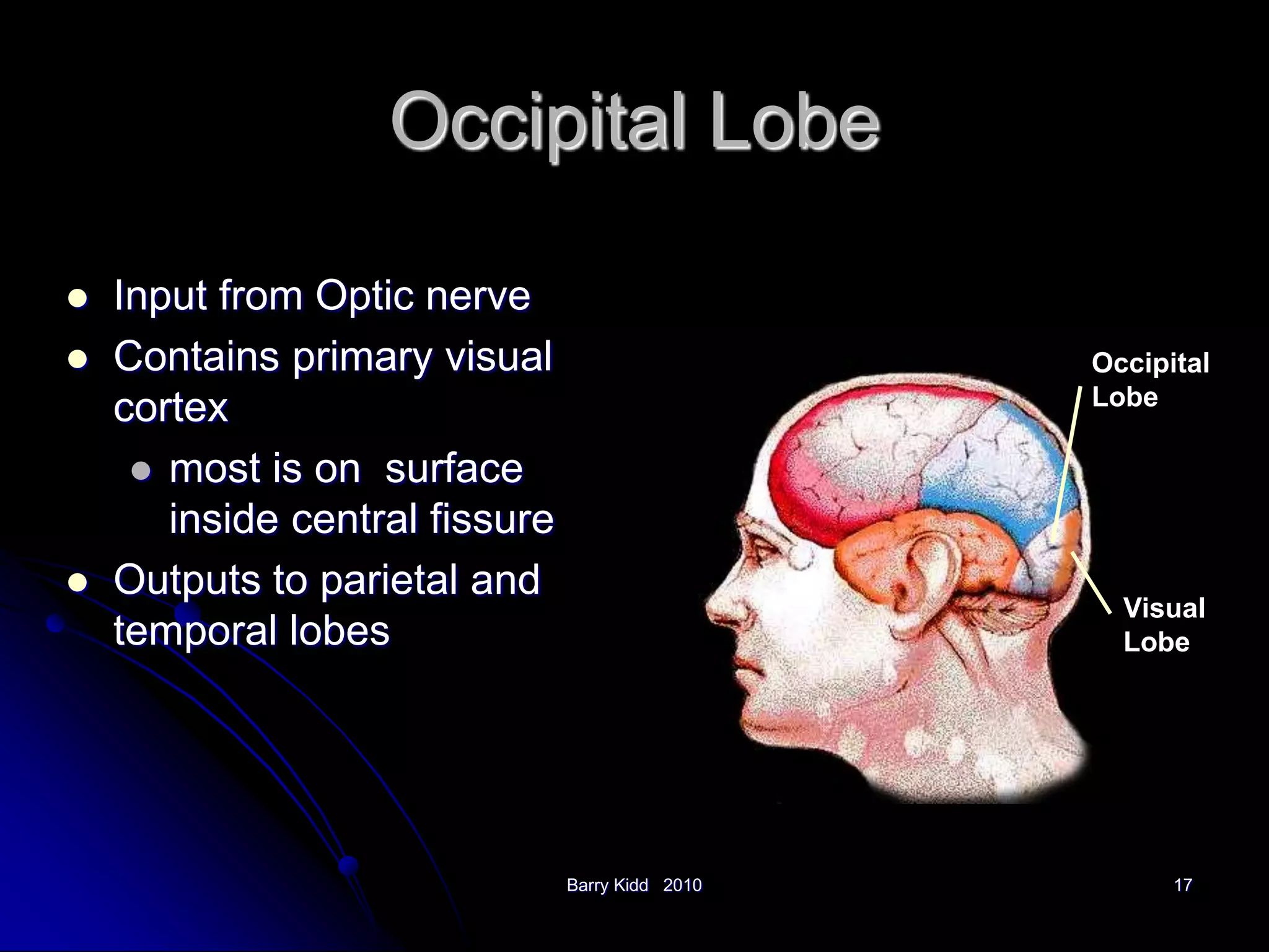 Barry Kidd 2010 17
Occipital Lobe
 Input from Optic nerve
 Contains primary visual
cortex
 most is on surface
inside central fissure
 Outputs to parietal and
temporal lobes
Occipital
Lobe
Visual
Lobe
 