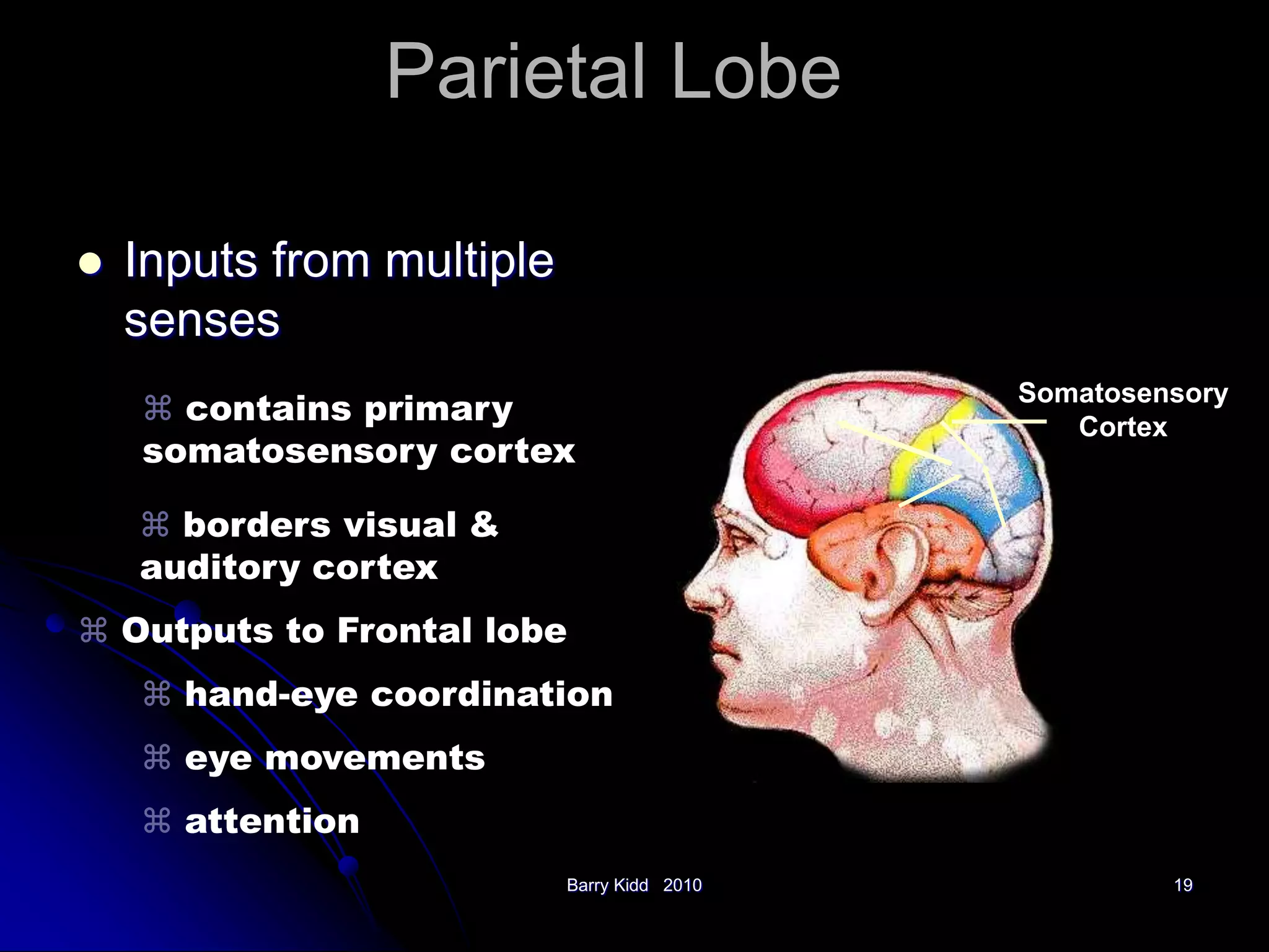 Barry Kidd 2010 19
Parietal
Lobe
Somatosensory
Cortex
Parietal Lobe
 Inputs from multiple
senses
 contains primary
somatosensory cortex
 borders visual &
auditory cortex
 Outputs to Frontal lobe
 hand-eye coordination
 eye movements
 attention
 