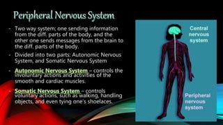 - Two way system; one sending information
from the diff. parts of the body, and the
other one sends messages from the brain to
the diff. parts of the body.
- Divided into two parts: Autonomic Nervous
System, and Somatic Nervous System
– controls the
involuntary actions and activities of the
smooth and cardiac muscles.
– controls
voluntary actions, such as walking, handling
objects, and even tying one’s shoelaces.
 