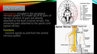 Description: included in the peripheral
nervous system. It is made up of 43 pairs of
nerves, of which 12 pairs are directly
attached to the brain (cranial nerves). The
remaining pairs attached to the spinal cord
(spinal nerves)
Functions:
- transmit signals to and from the central
nervous system.
 