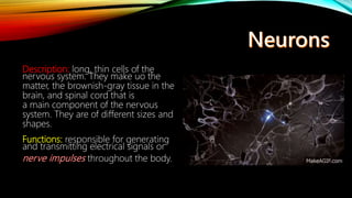 Description: long, thin cells of the
nervous system. They make uo the
matter, the brownish-gray tissue in the
brain, and spinal cord that is
a main component of the nervous
system. They are of different sizes and
shapes.
Functions: responsible for generating
and transmitting electrical signals or
throughout the body.
 