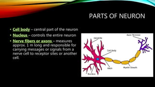 PARTS OF NEURON
– central part of the neuron
– controls the entire neuron
– measures
approx. 1 m long and responsible for
carrying messages or signals from a
nerve cell to receptor sites or another
cell.
 