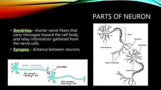PARTS OF NEURON
– shorter nerve fibers that
carry messages toward the cell body,
and relay information gathered from
the nerve cells.
– distance between neurons
 