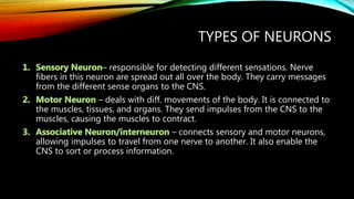 TYPES OF NEURONS
– responsible for detecting different sensations. Nerve
fibers in this neuron are spread out all over the body. They carry messages
from the different sense organs to the CNS.
– deals with diff. movements of the body. It is connected to
the muscles, tissues, and organs. They send impulses from the CNS to the
muscles, causing the muscles to contract.
– connects sensory and motor neurons,
allowing impulses to travel from one nerve to another. It also enable the
CNS to sort or process information.
 