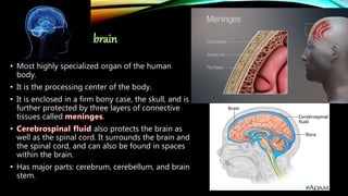 • Most highly specialized organ of the human
body.
• It is the processing center of the body.
• It is enclosed in a firm bony case, the skull, and is
further protected by three layers of connective
tissues called .
also protects the brain as
well as the spinal cord. It surrounds the brain and
the spinal cord, and can also be found in spaces
within the brain.
• Has major parts: cerebrum, cerebellum, and brain
stem.
 