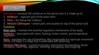 Description: connects the cerebrum to the spinal cord. It is made up of:
- topmost part of the brain stem
– lies below the midbrain.
– lowest part, and located on top of the spinal cord.
Functions:
Brain stem – maintain the essential regulatory mechanisms of the body.
– associated with vision, hearing, motor control, and temperature
regulation.
– regulates the rate of breathing. Also responsible for rapid eye movement
(REM), the stage in a sleep that is associated with dreaming.
– control involuntary movements like breathing, blood
circulation, heart rate, digestion, vomiting, hiccupping, and coughing.
 